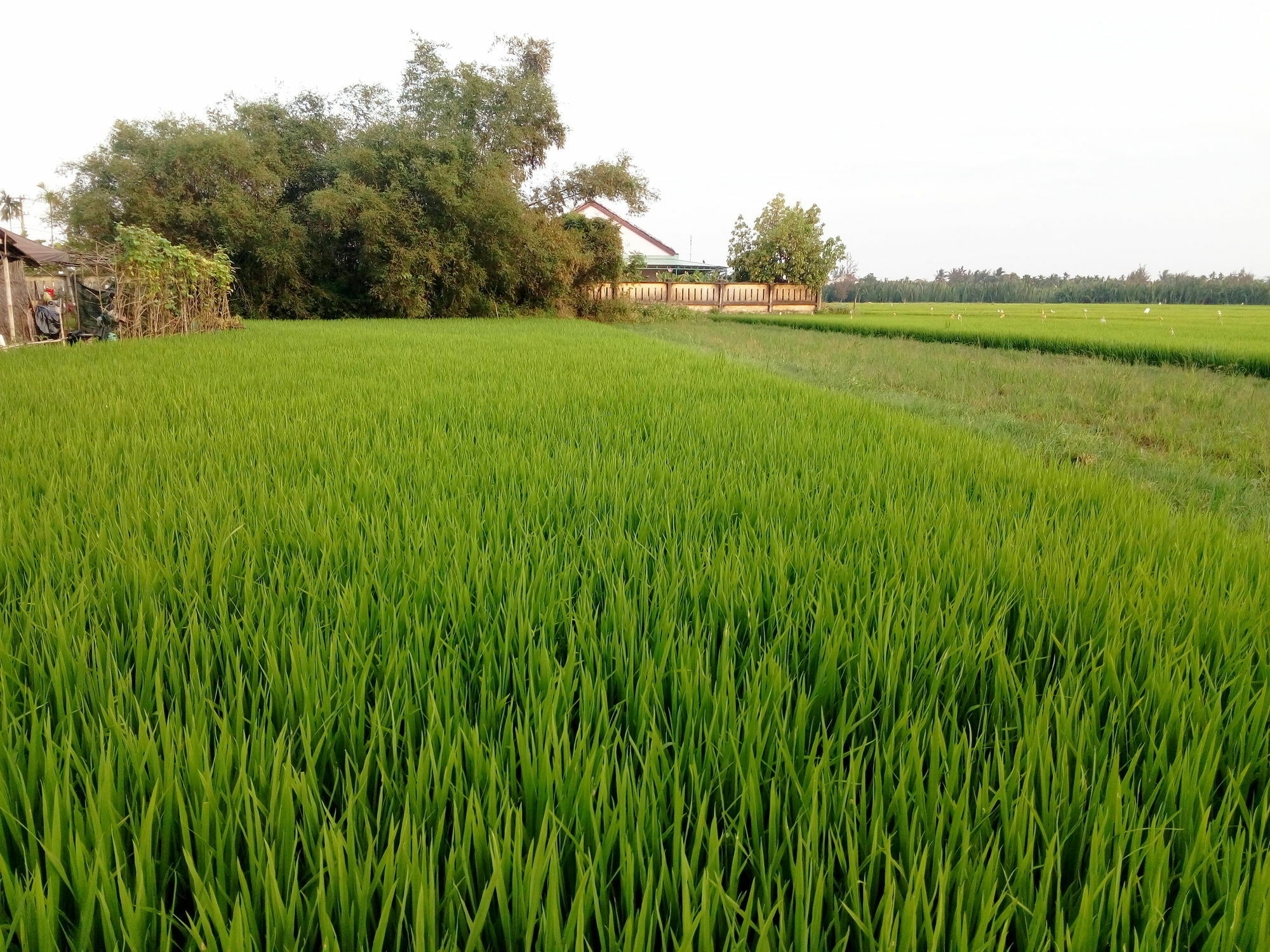 The Field Homestay Hoi An Exterior photo